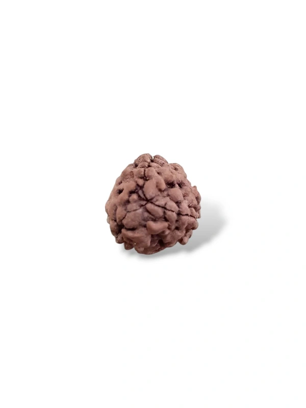 Nepali Rudraksha - 3 Mukhi