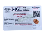 Nepali Rudraksha - 3 Mukhi