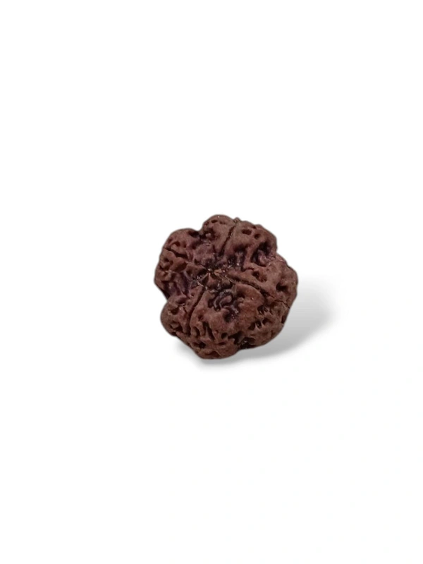 Nepali Rudraksha - 4 Mukhi