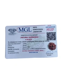 Nepali Rudraksha - 4 Mukhi