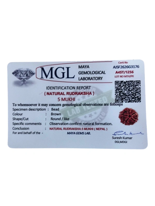 Nepali Rudraksha - 5 Mukhi