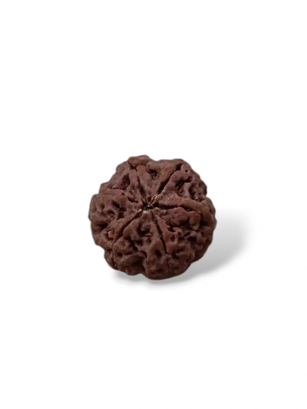 Nepali Rudraksha - 6 Mukhi