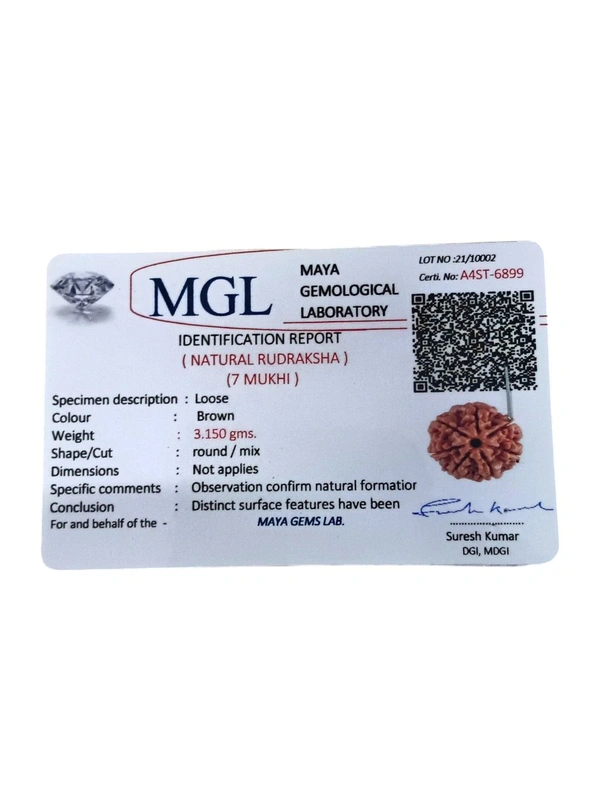 Nepali Rudraksha - 7 Mukhi