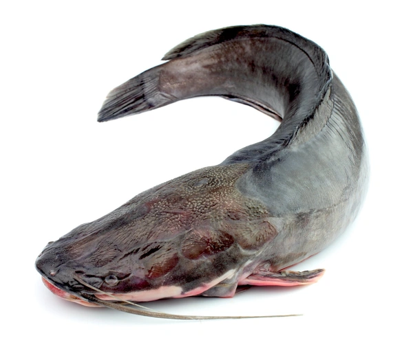 Fish - Keluthi - 1 Kg