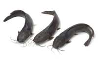 Fish - Keluthi - 1 Kg