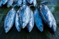 Fish - Tuna - In Stock, 1 Kg