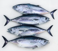 Fish - Tuna - In Stock, 1 Kg