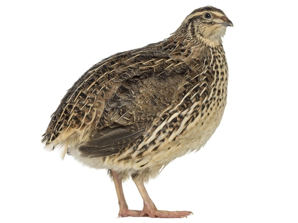 Japanese quail (Kadai) (Meat)