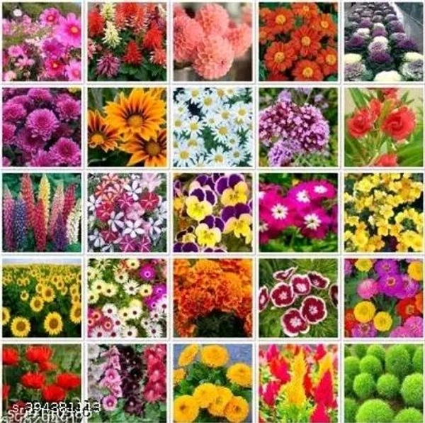 20 variety Plant Seeds For Home Garden Flowers Combo of 20