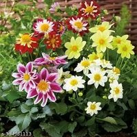 20 variety Plant Seeds For Home Garden Flowers Combo of 20
