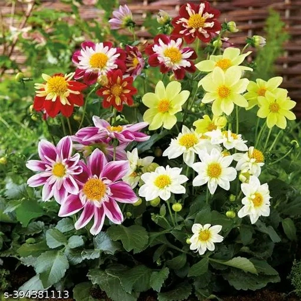 20 variety Plant Seeds For Home Garden Flowers Combo of 20