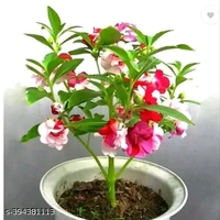 20 variety Plant Seeds For Home Garden Flowers Combo of 20