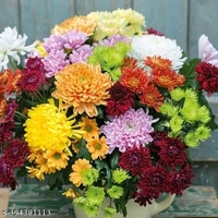 20 variety Plant Seeds For Home Garden Flowers Combo of 20