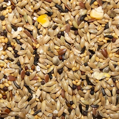 Seeds ( Beej )