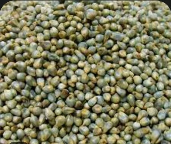సజ్జలు..SP. SAJJALU  - 500g