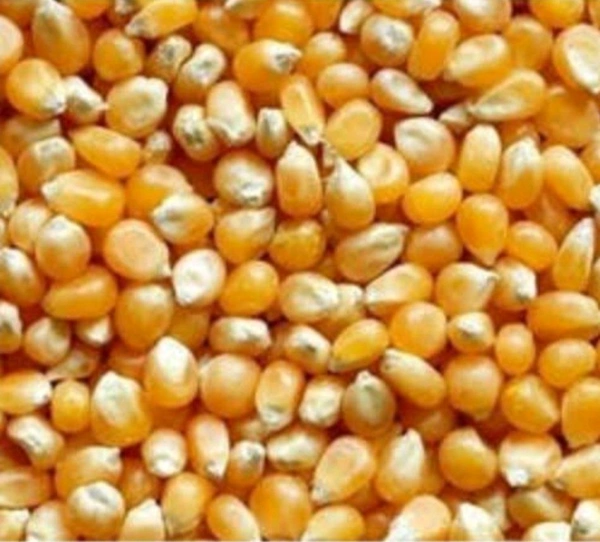 మొక్క జొన్న గింజలు 250 g..POPCORN SEED 250 g..Premium 