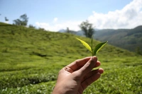 IGNOTO Royal Premium tea 250G || Garden fresh strong Black CTC tea || Assam Kadak Chai - 4