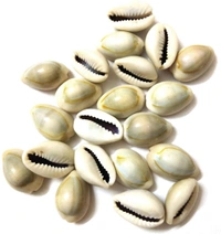 Natural Kawdi / Kaudi / Sea shell for Laxmi / Kuber and Diwali Pooja (Pack of 108 Pieces + Free 1 Pooja Kalawa Shuddh Dhaga)