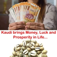 Natural Kawdi / Kaudi / Sea shell for Laxmi / Kuber and Diwali Pooja (Pack of 108 Pieces + Free 1 Pooja Kalawa Shuddh Dhaga)