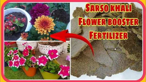 Pure Mustard Cake Fertilizer for Plants and Home Garden (Sarso ki Khali) 100% Organic Pure Khali For Gardening Healthy Naturally Growth Plant - 500 Gram