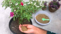 Pure Mustard Cake Fertilizer for Plants and Home Garden (Sarso ki Khali) 100% Organic Pure Khali For Gardening Healthy Naturally Growth Plant - 1 KG