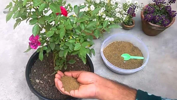 Pure Mustard Cake Fertilizer for Plants and Home Garden (Sarso ki Khali) 100% Organic Pure Khali For Gardening Healthy Naturally Growth Plant - 1 KG