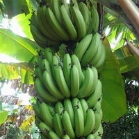 Banana (Jahaji Kol) - 1 Kudi (20 pcs)