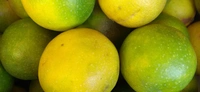 Fresh Mosambi (Lucknow) - 500g