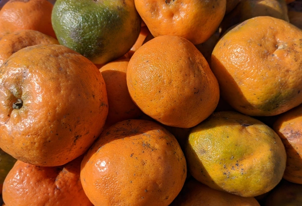 Kamla (Orange) - 500g
