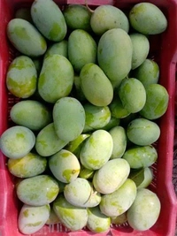 Mango (Aam) Langda - 1kg