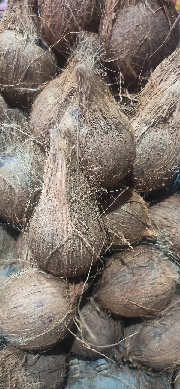 Mature Coconut / Nariyal / Narikol - 1 Pc