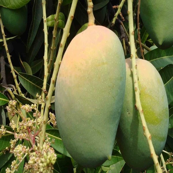 Mango Dashri 