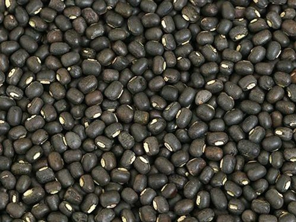Urad - kg