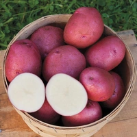 Red Potato (Alu) - 2kg