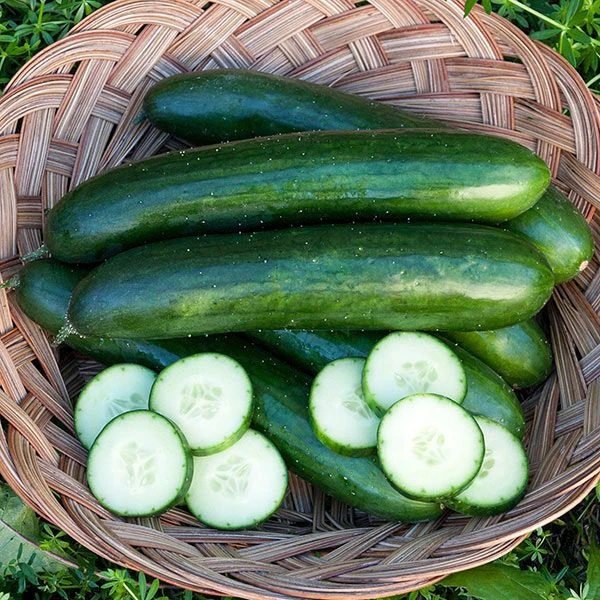 Green Cucumber (Shosha) - 500g