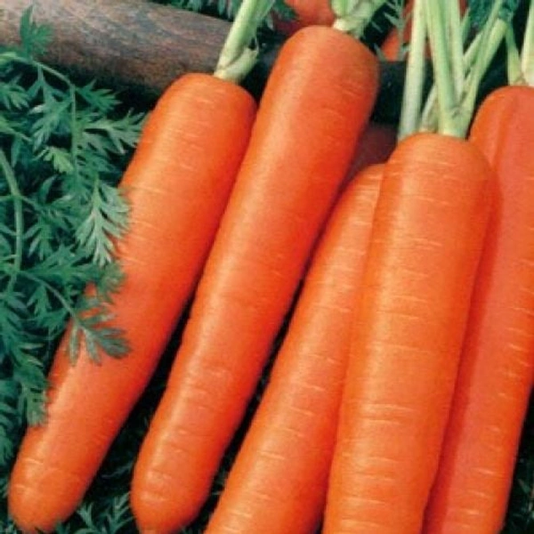 Orange Carrot (Gajar) - 250g