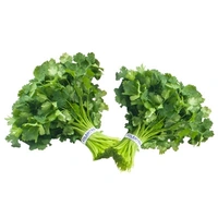 Coriander Bunch (Dhona Pata) - 100g - 150g