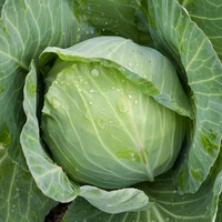 Cabbage (Bandhakopi) - 5p