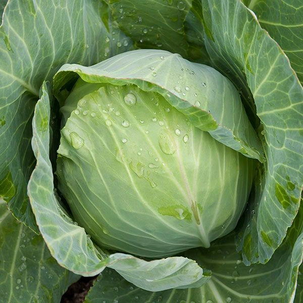 Cabbage (Bandhakopi) - 5p