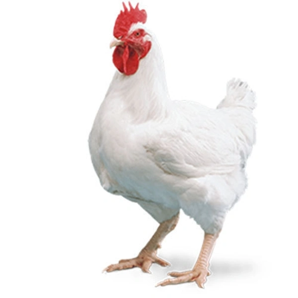 Boilar Chicken  - 1kg