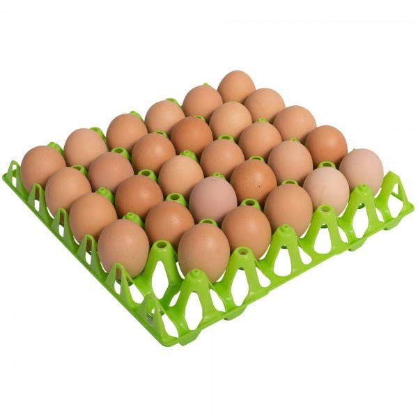 Poltry Egg (Dim) - 4p
