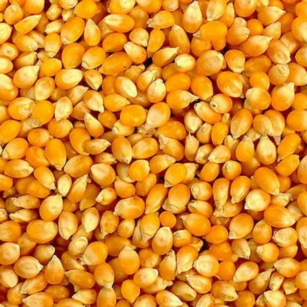 Popcorn Solam - 250g