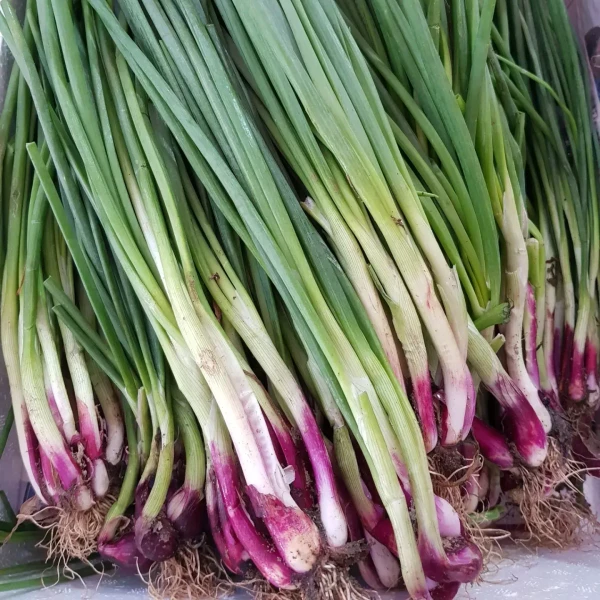 Spring Onion - 1 Bunch