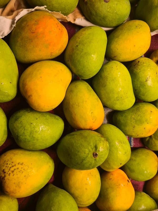 Alphanso Mango 