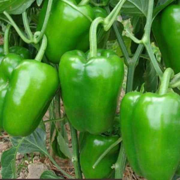 Green Capsicum  - 250g