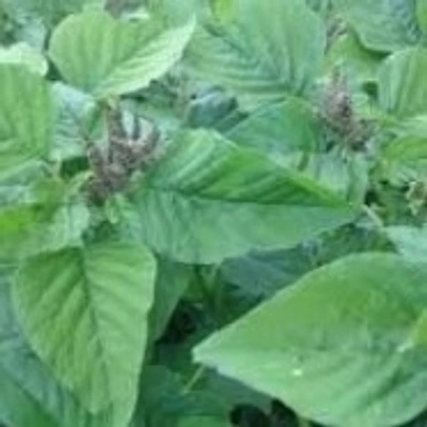 Green Amaranthus - 1 bunch