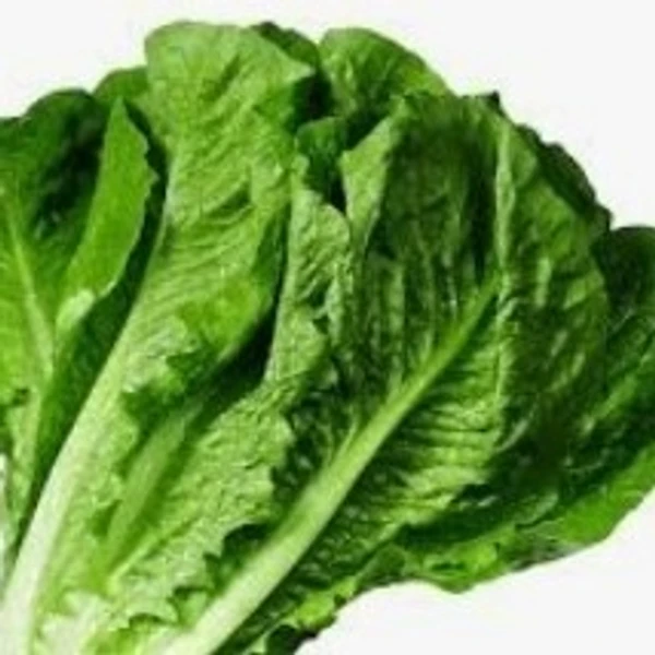 Green Lettuce - 1 bunch