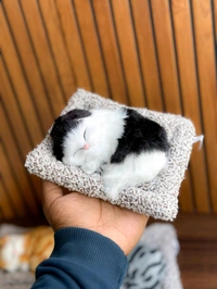  Sleeping Cat  - S3