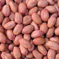 Khadi Moong / Masoor Dal / Dhuli Urad / Moong Chilka /Falidane  Per Kgs Call For Asking rates Of Each Dal On 8120214924