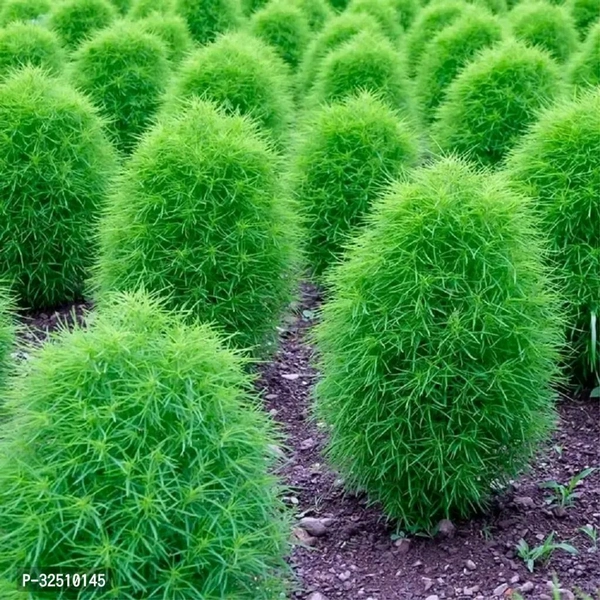 Kochia Green Seeds For Home Decor Grass Seeds For Balcony, Terrace, Home Garden Pack Of 30 - Japanese Laurel
